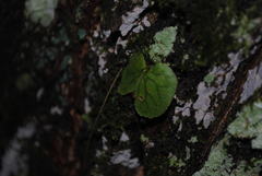 Platycerium superbum