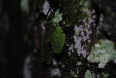 Platycerium superbum