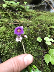 Conandron ramondioides