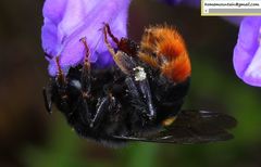 Bombus ignitus