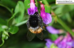 Bombus pyrosoma