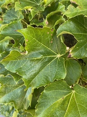 Parthenocissus tricuspidata