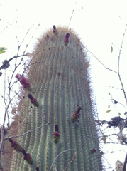 Cephalocereus polylophus