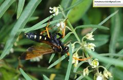 Parabatozonus lacerticida