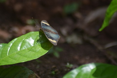 Euphaedra medon medon
