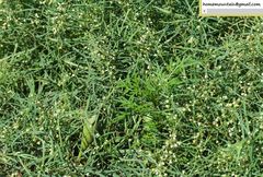 Vincetoxicum sibiricum