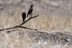 Myrmecocichla aethiops