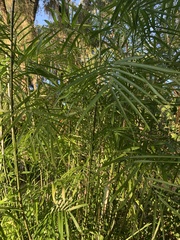 Semiarundinaria