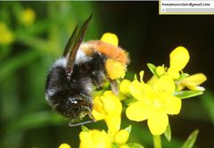 Bombus pyrosoma