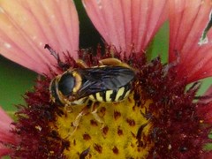 Dianthidium