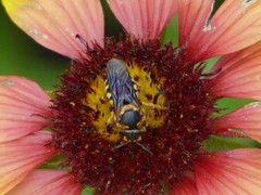 Dianthidium