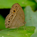 Burmese Bushbrown - Photo (c) Best Things In Life Are Free, some rights reserved (CC BY-NC), uploaded by Best Things In Life Are Free