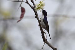 Anthreptes orientalis