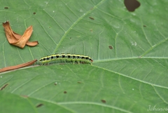 Xanthodes transversa