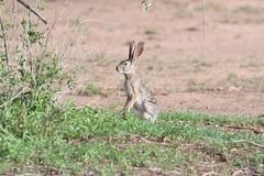 Lepus victoriae