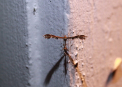 Dejongia lobidactylus