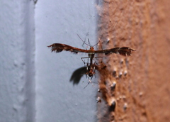 Dejongia lobidactylus
