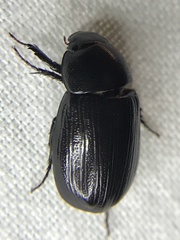 Dyscinetus
