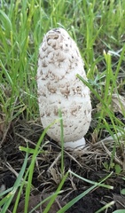 Coprinus comatus