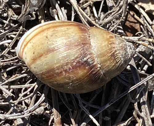 Bothriembryon melo · iNaturalist