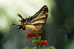 Heraclides machaonides