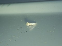 Phyllonorycter quercialbella