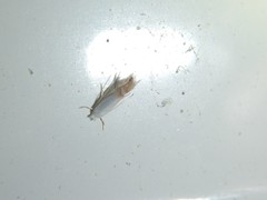 Phyllonorycter quercialbella