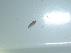 Phyllonorycter quercialbella