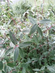 Lonicera caerulea edulis