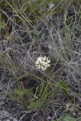 Allium flavescens