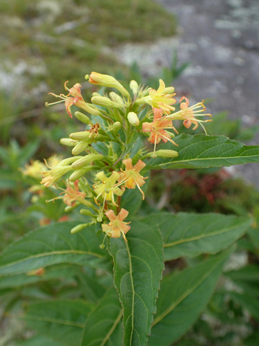 Southern bush honeysuckle (Diervilla sessilifolia)