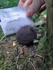 Agaricales