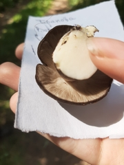 Agaricales
