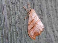 Drepana bilineata