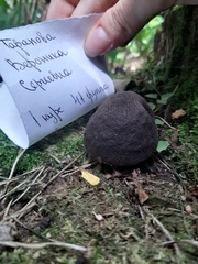 Agaricales