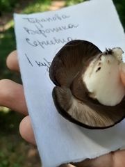 Agaricales