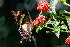 Heraclides machaonides