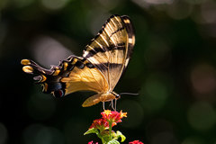 Heraclides machaonides