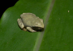 Kurixalus berylliniris