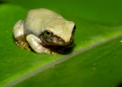 Kurixalus berylliniris