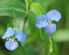 Commelina diffusa gigas