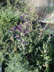 Anchusa undulata