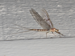 Ephemera varia