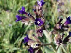 Anchusa undulata