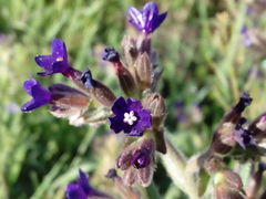 Anchusa undulata