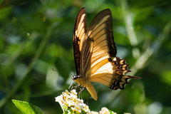 Heraclides androgeus