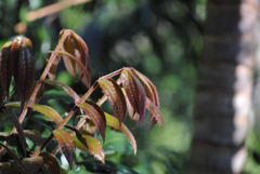 Davidsonia jerseyana