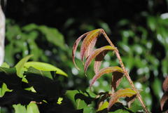 Davidsonia jerseyana