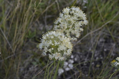 Allium flavescens