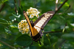 Heraclides androgeus